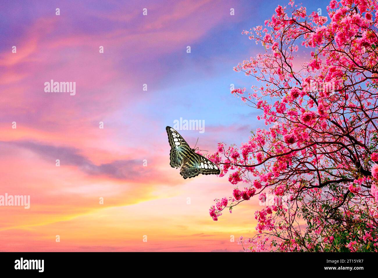 Schmetterling, der auf Pfirsichblüten ruht Stockfoto