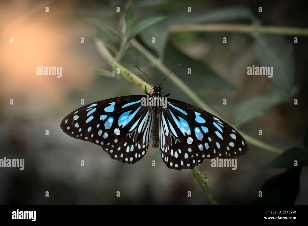 Himmlischer blauer und schwarzer Schmetterling, der auf einem Ast ruht Stockfoto