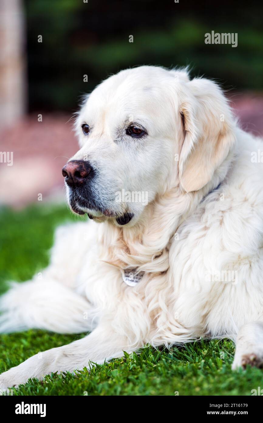 Platin farbige Golden Retriever Hund. Stockfoto