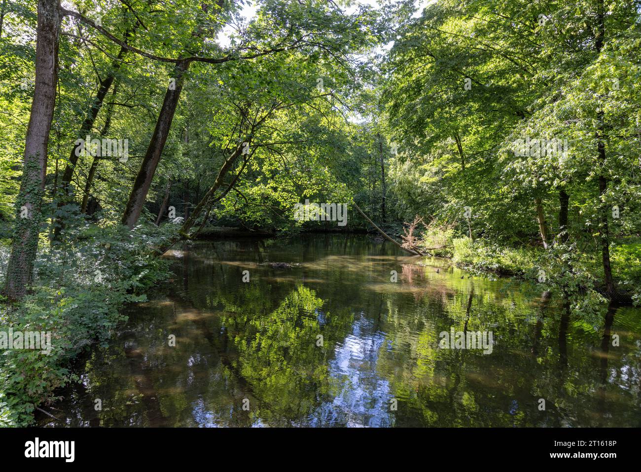 Fluss mit natürlich gewachsenen Bäumen und Büschen als Wildnis, aufgenommen im Sommer Stockfoto