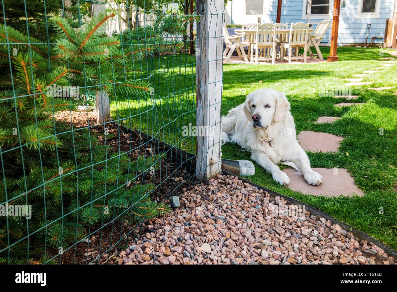 Platin farbige Golden Retriever Hund. Stockfoto