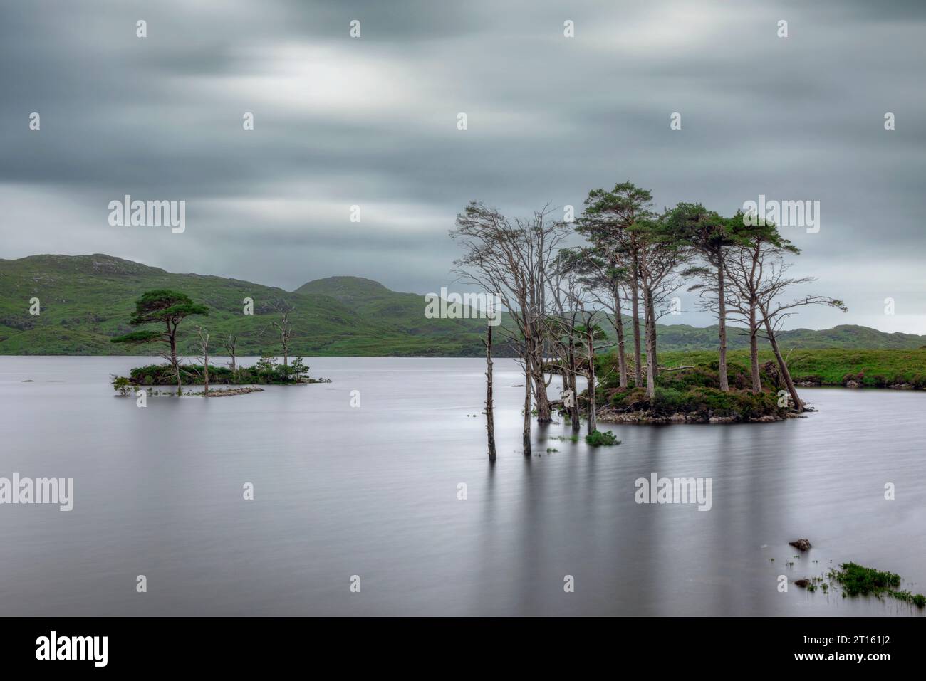 Sehr alte Kiefern in Loch Assynt, Sutherland, Schottland. Stockfoto