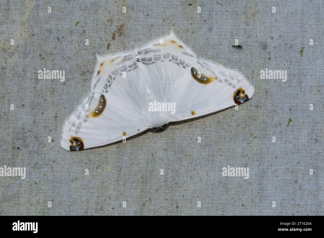 Amazonasseidenfalter (Sericoptera mahometaria) auf einer Mottenfalle in Ecuador Stockfoto