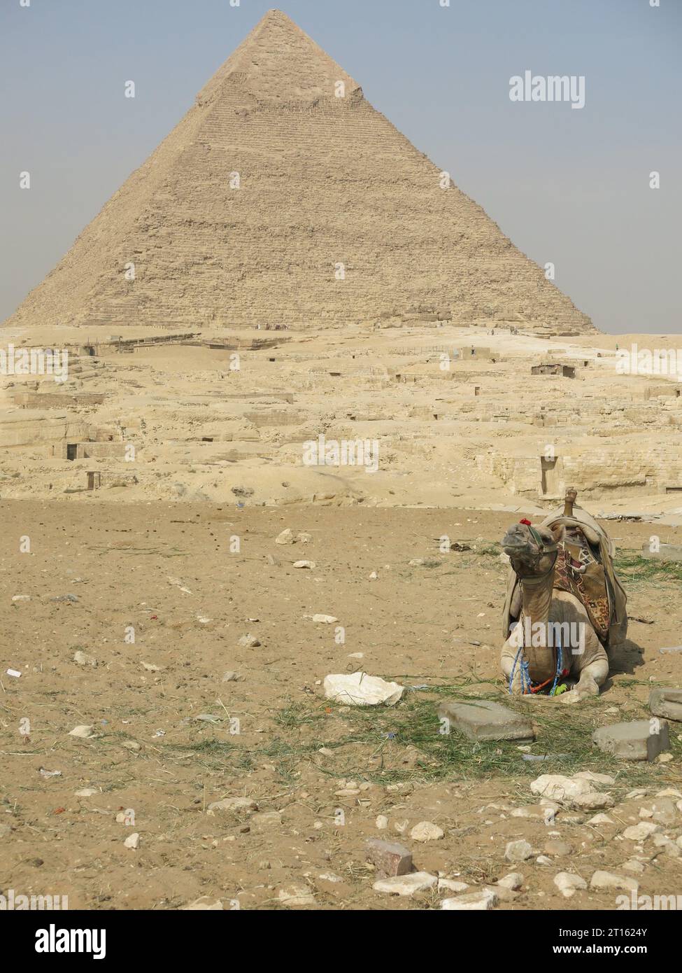 Bilder von Ägypten: Ein kniendes Kamel in der Wüste vor der Großen Pyramide am Pyramidenkomplex von Gizeh südlich von Kairo. Stockfoto