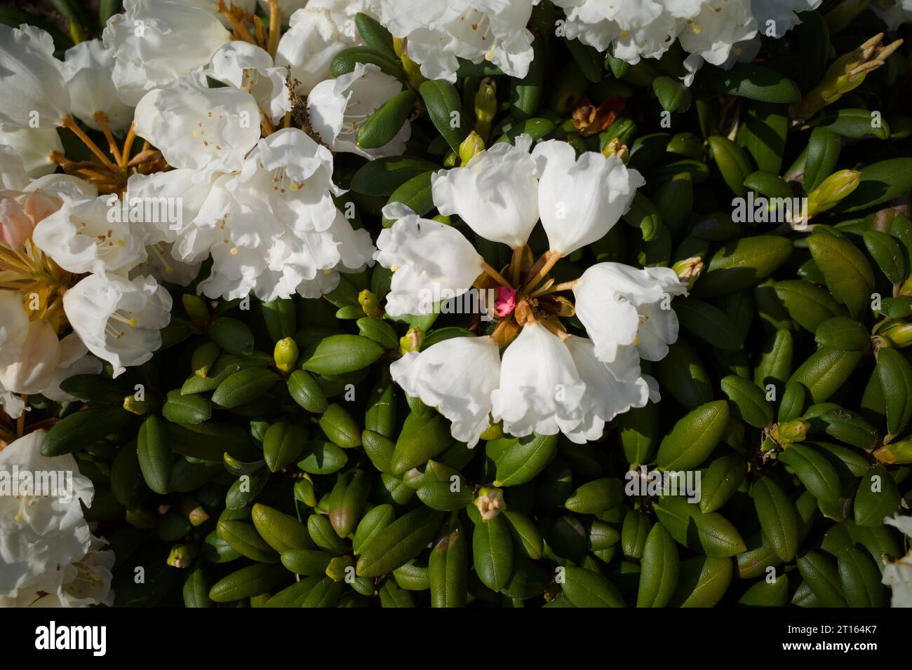 Weiße Blüten, die in Gruppen wachsen Stockfoto