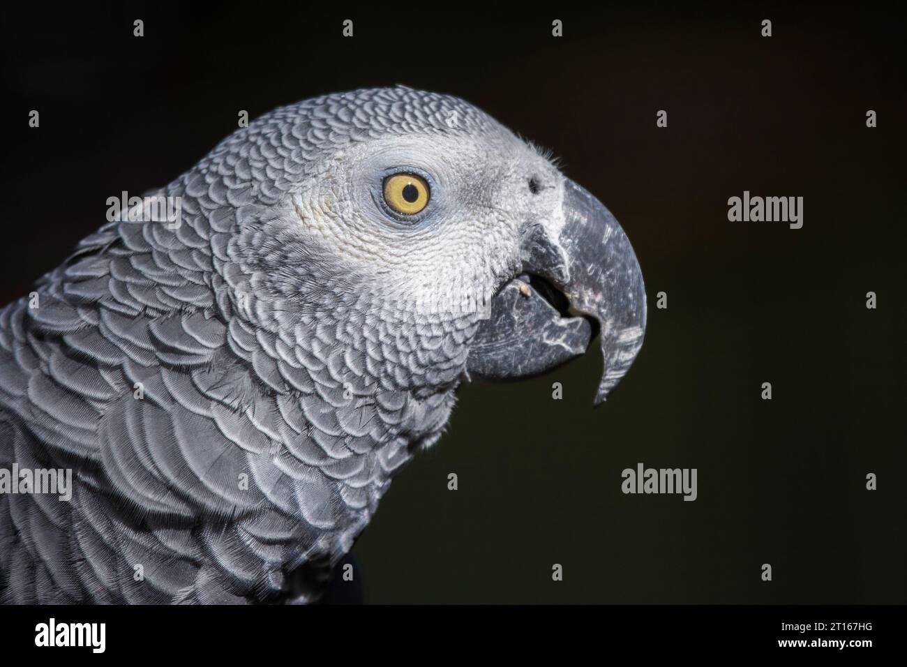 Ein sehr nahes Porträt eines afrikanischen grauen Papageiens mit dunklem Hintergrund. Sie zeigt Details in ihren Federn und Augen. Stockfoto