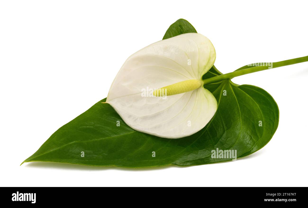 Weiße Anthuriumblüte isoliert auf weißem Hintergrund Stockfoto