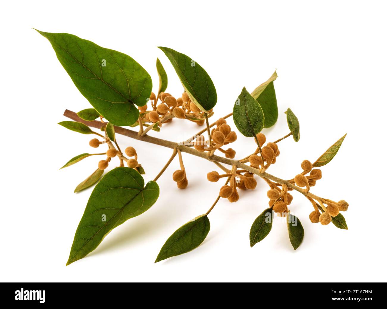 Kaiserbaumzweig mit Knospen isoliert auf weiß Stockfoto