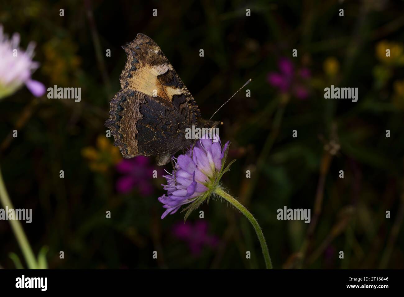 Aglais urticae Familie Nymphalidae Gattung Aglais kleiner Schildpatt Schmetterling wilde Natur Insektenfotografie, Bild, Tapete Stockfoto