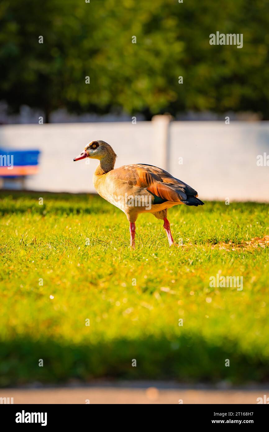 Ente auf einer Wiese, Calw, Schwarzwald, Deutschland Stockfoto