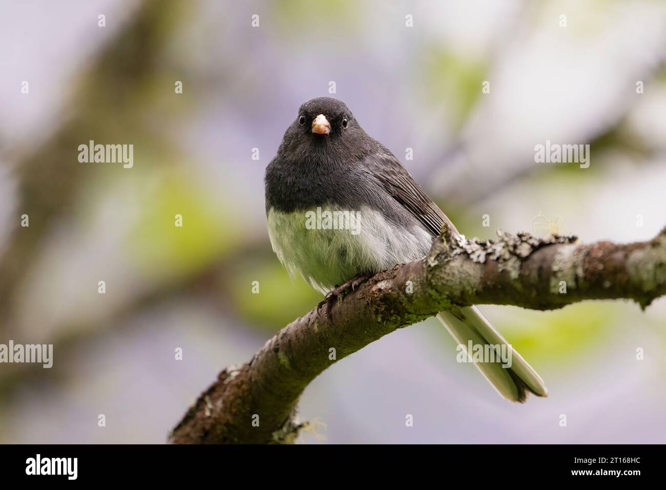 Dunkeläugiger Junco auf einem Baum in SüdzentralAlaska. Stockfoto