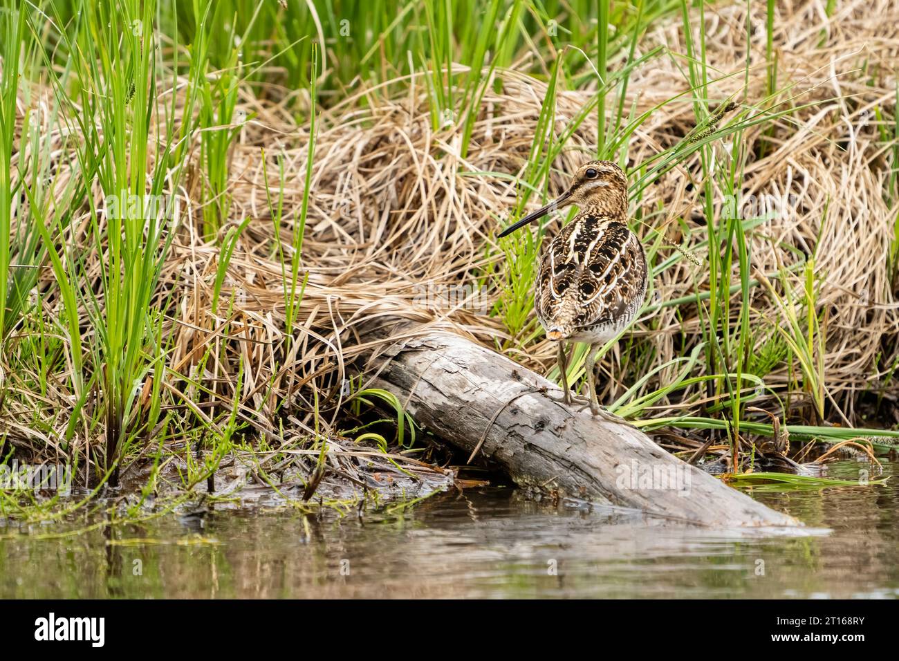 Wilson's Snipe auf der Suche in Sümpfen in SüdzentralAlaska. Stockfoto