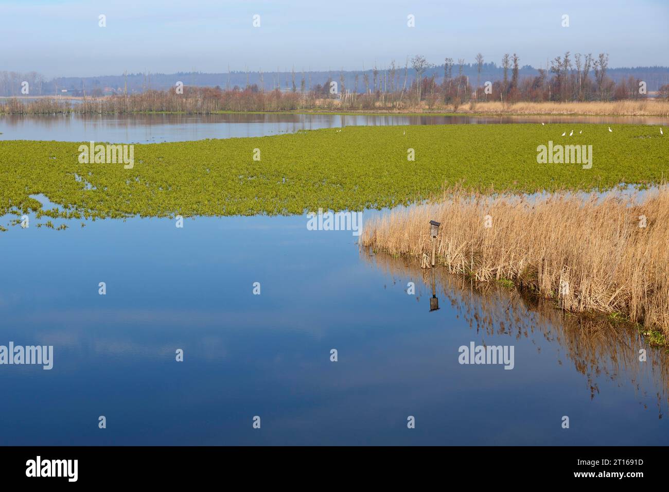 Polder, Stauweide, Wiedervernässung, Brutstätte für seltene Vogelarten, Standort für seltene Pflanzenarten, Bodensel (Senecio vulgaris), Peene Valley River Stockfoto