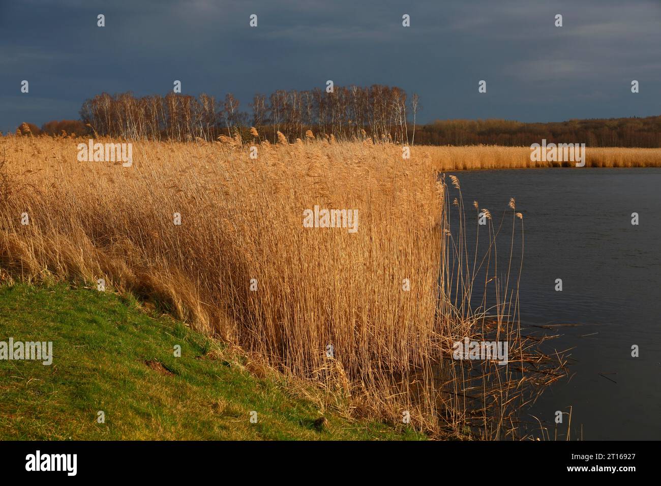 Schilfgürtel, Brutstätte für seltene Vögel, Naturpark Peenetal Flusslandschaft, Mecklenburg-Vorpommern, Deutschland Stockfoto