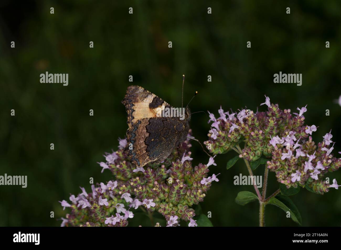 Aglais urticae Familie Nymphalidae Gattung Aglais kleiner Schildpatt Schmetterling wilde Natur Insektenfotografie, Bild, Tapete Stockfoto