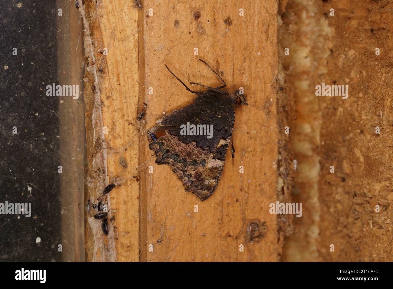 Tote Aglais urticae Familie Nymphalidae Gattung Aglais kleiner Schildpatt Schmetterling wilde Natur Insektenfotografie, Bild, Tapete Stockfoto