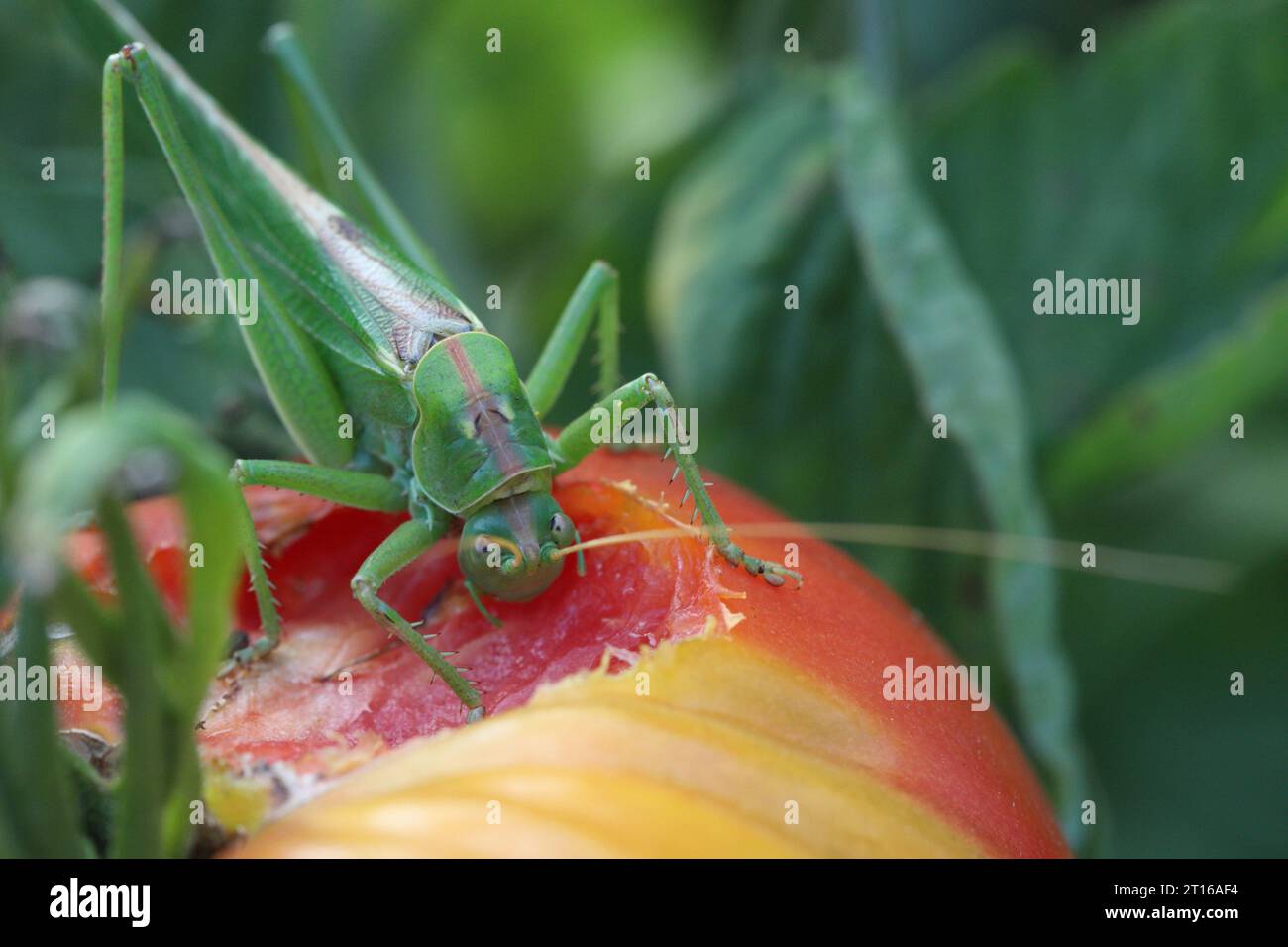 Great Green Bush-Cricket - Tettigonia viridissima isst eine Tomate im Garten. Stockfoto