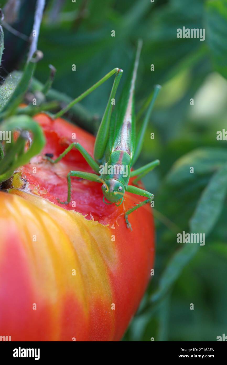 Great Green Bush-Cricket - Tettigonia viridissima isst eine Tomate im Garten. Stockfoto