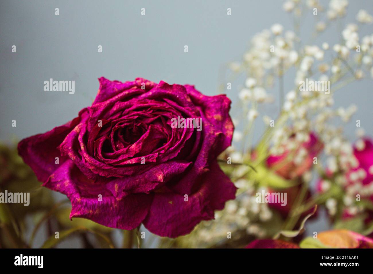 Verwelkte lila Rose auf grauem Hintergrund, Nahaufnahme Stockfoto