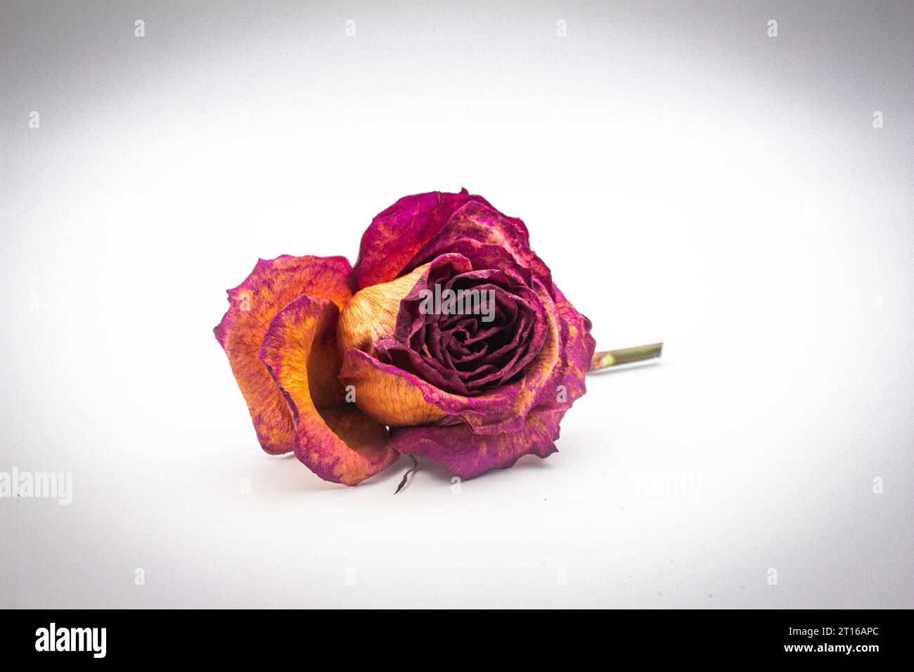 Getrocknete Rose auf weißem Hintergrund, trockene Rose auf weißem Hintergrund Stockfoto