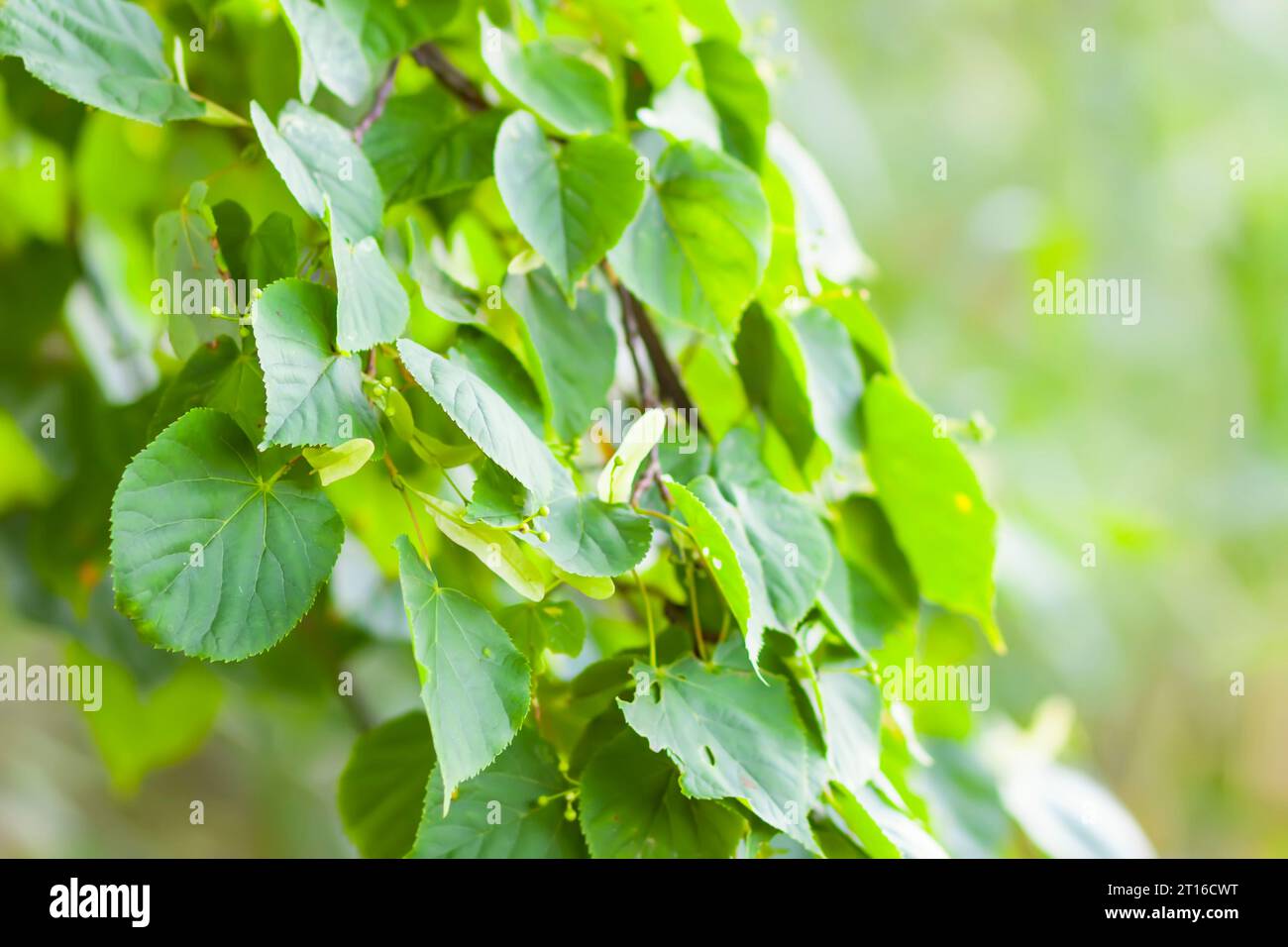 Linden-Linden-Linden-Baum verlässt im Sommer. Medizinische Pflanze in der Kräutermedizin. Stockfoto