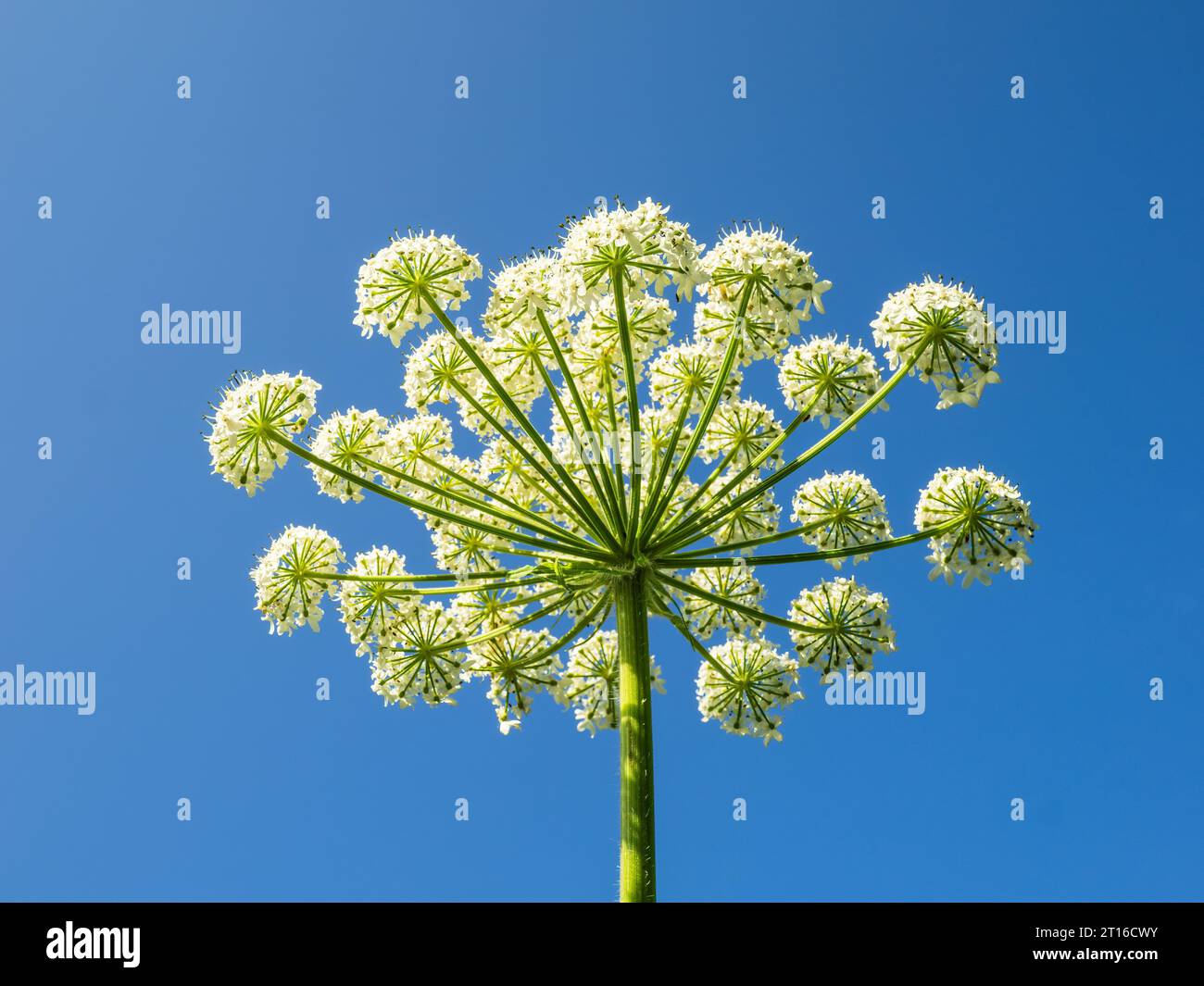 Nahaufnahme der Unterseite von Cow Parsnip im südöstlichen Alaska. Stockfoto