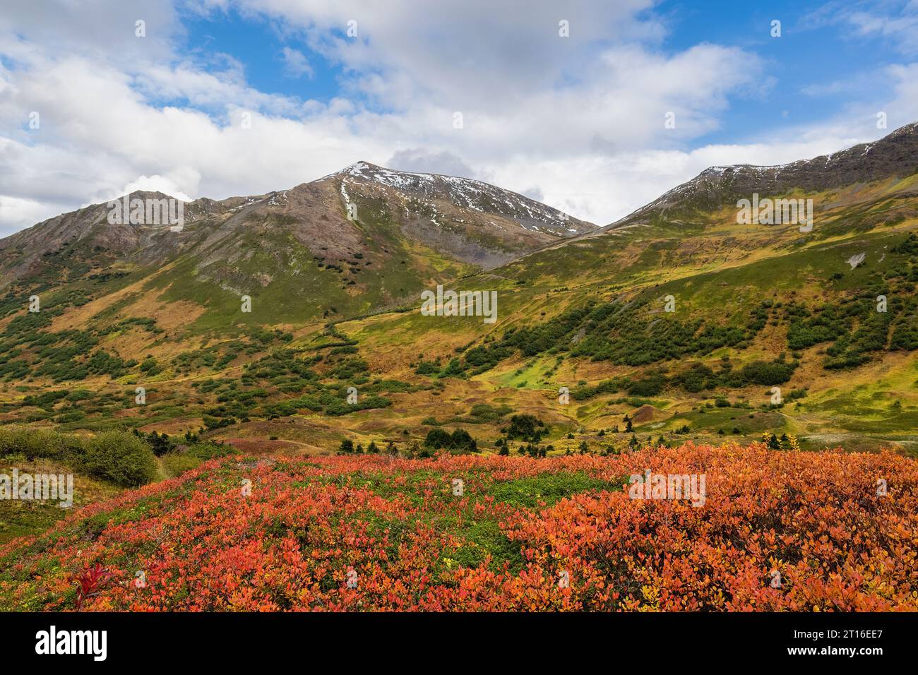 Im Palmer Creek Valley in Südzentralalalaska gibt es die besten alpinen Farben des Herbstes. Stockfoto