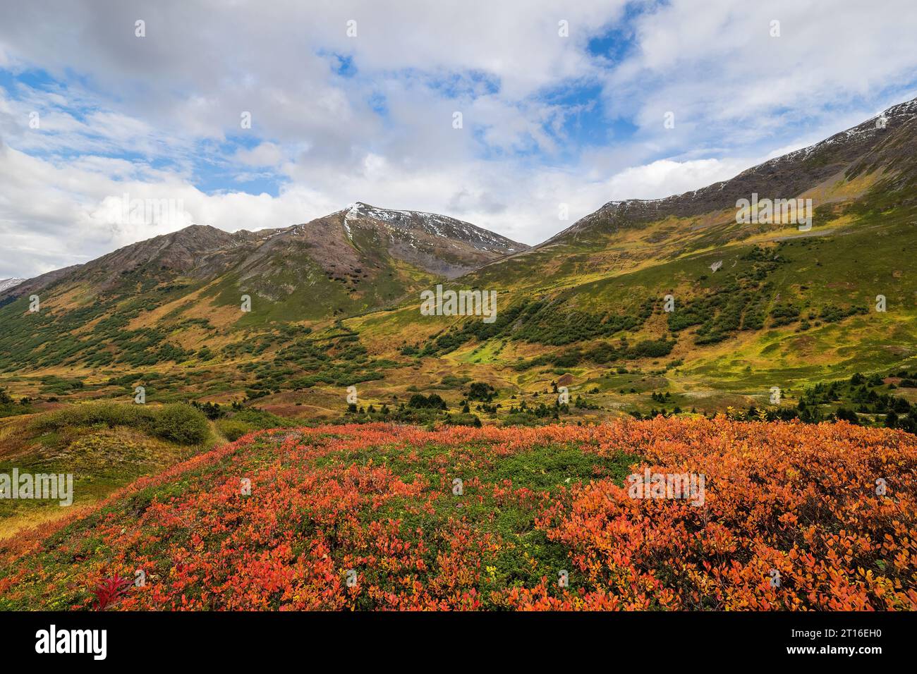Im Palmer Creek Valley in Südzentralalalaska gibt es die besten alpinen Farben des Herbstes. Stockfoto