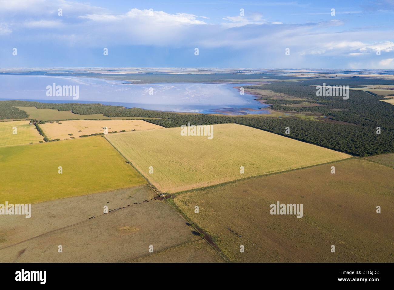 Weizenfeld bereit zur Ernte, in der Pampas-Ebene, La Pampa, Argentinien. Stockfoto