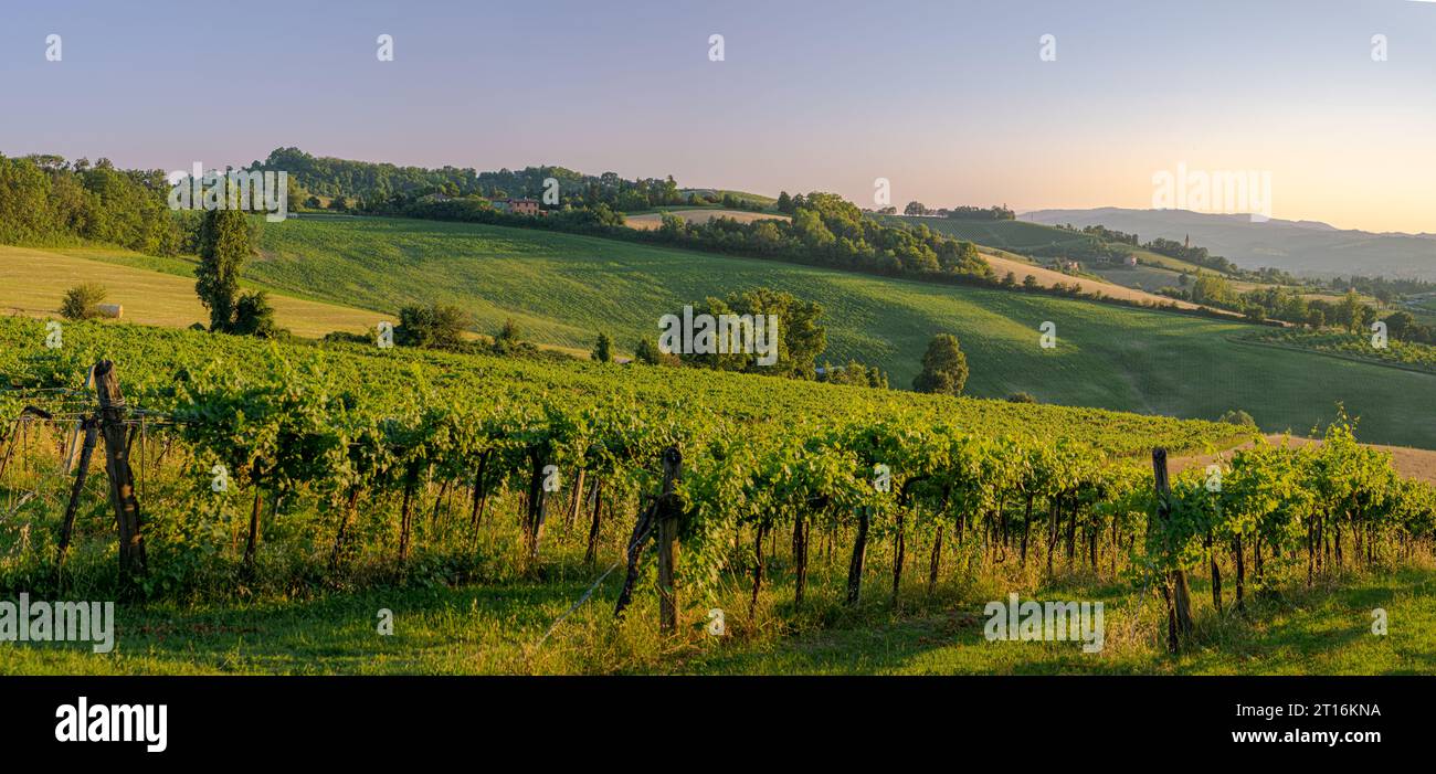 Sonnenlicht eines Spätsommernachmittags auf Weinbergen und Getreidefeldern im Südwesten von Bologna: Geschütztes geografisches Gebiet des Typs Stockfoto