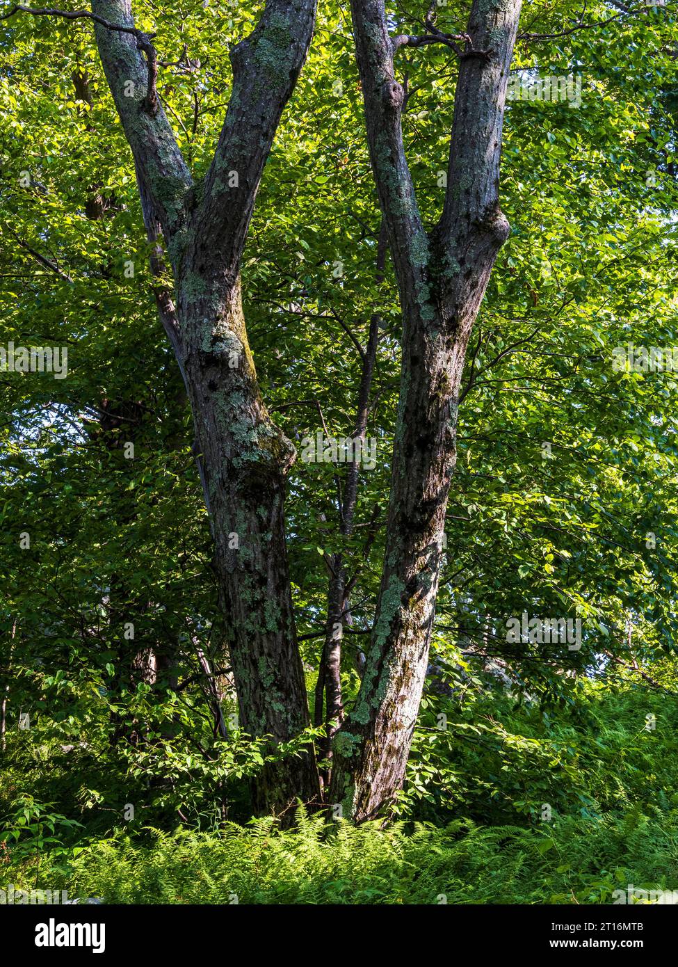 Im Shenandoah National Park, Virginia, USA, gibt es zwei Bäume, die natürlich in Form des Buchstaben Y geformt sind. Stockfoto