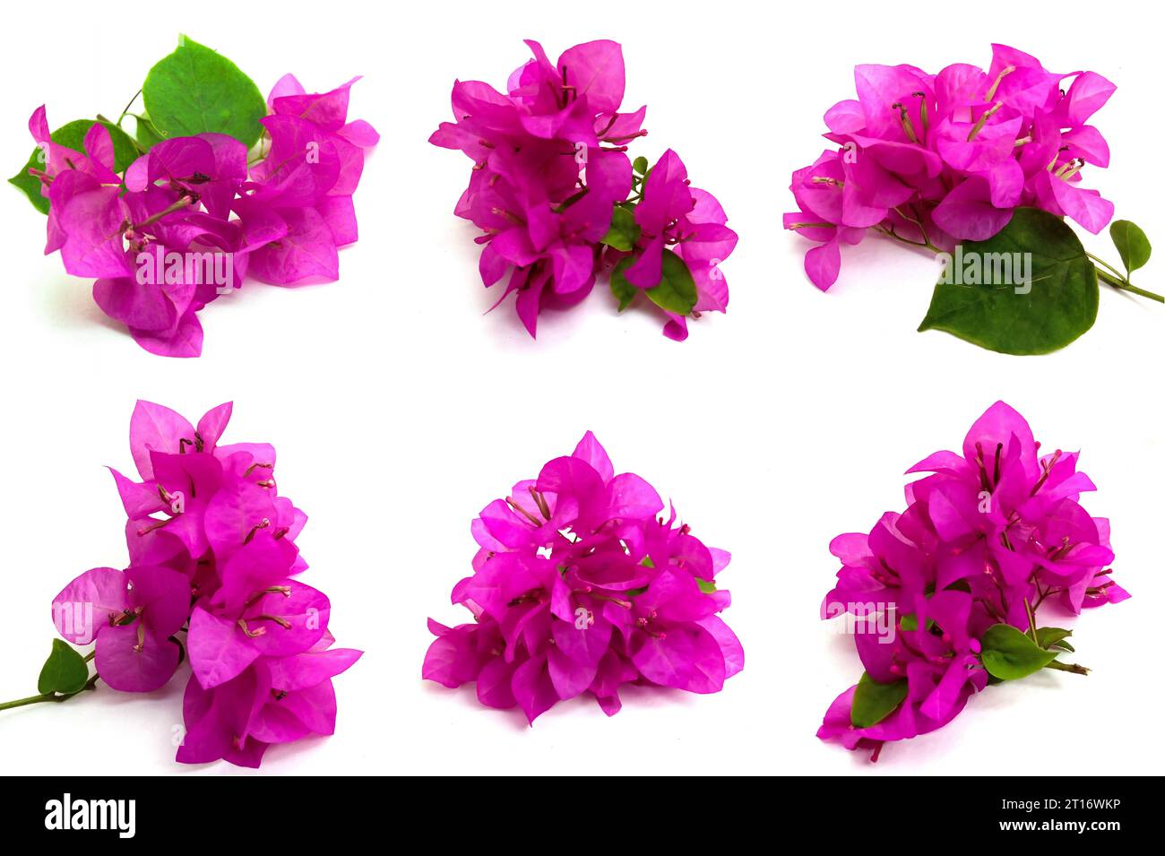 Satz rosa Bougainvillea Blumen auf weißem Hintergrund. Fotos aus verschiedenen Richtungen. Dieses Asset eignet sich sehr gut für die Gestaltung von naturbelassenen DE Stockfoto