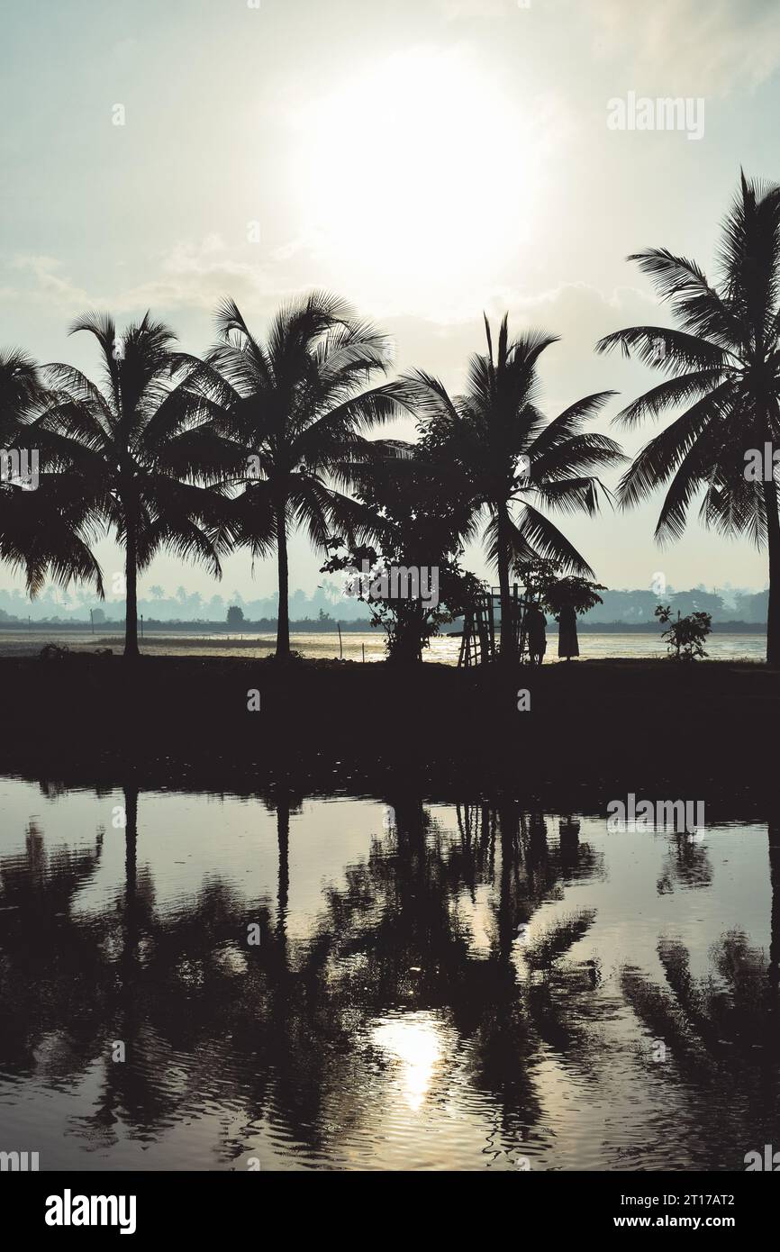 Silhouette von Kokospalmen Stockfoto