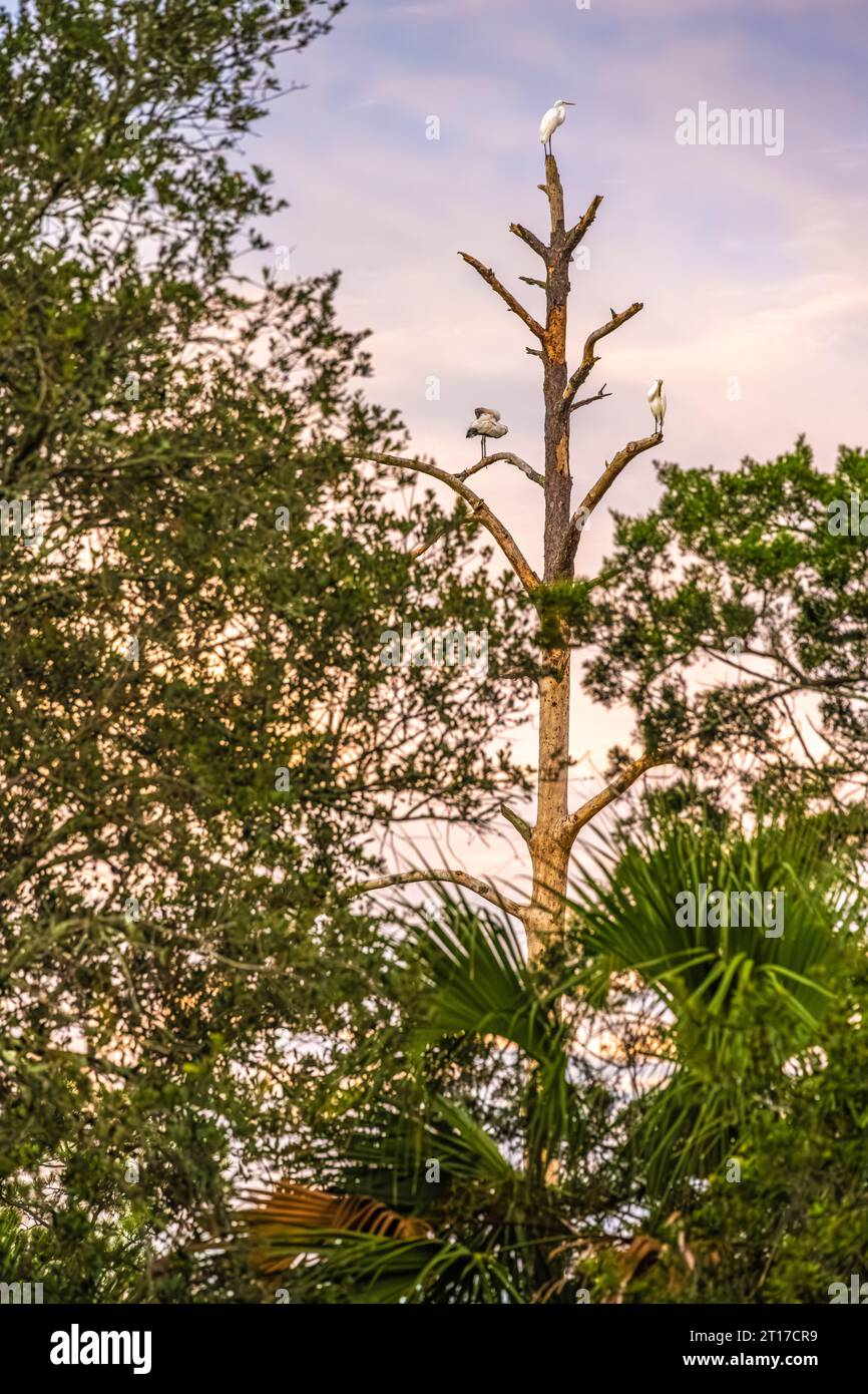 Große Reiher (Ardea alba) und ein Holzstorch (Mycteria americana), die bei Sonnenaufgang an einem Gezeitenmoor in Ponte Vedra Beach, Florida, auf einem Baum thronten. (USA) Stockfoto