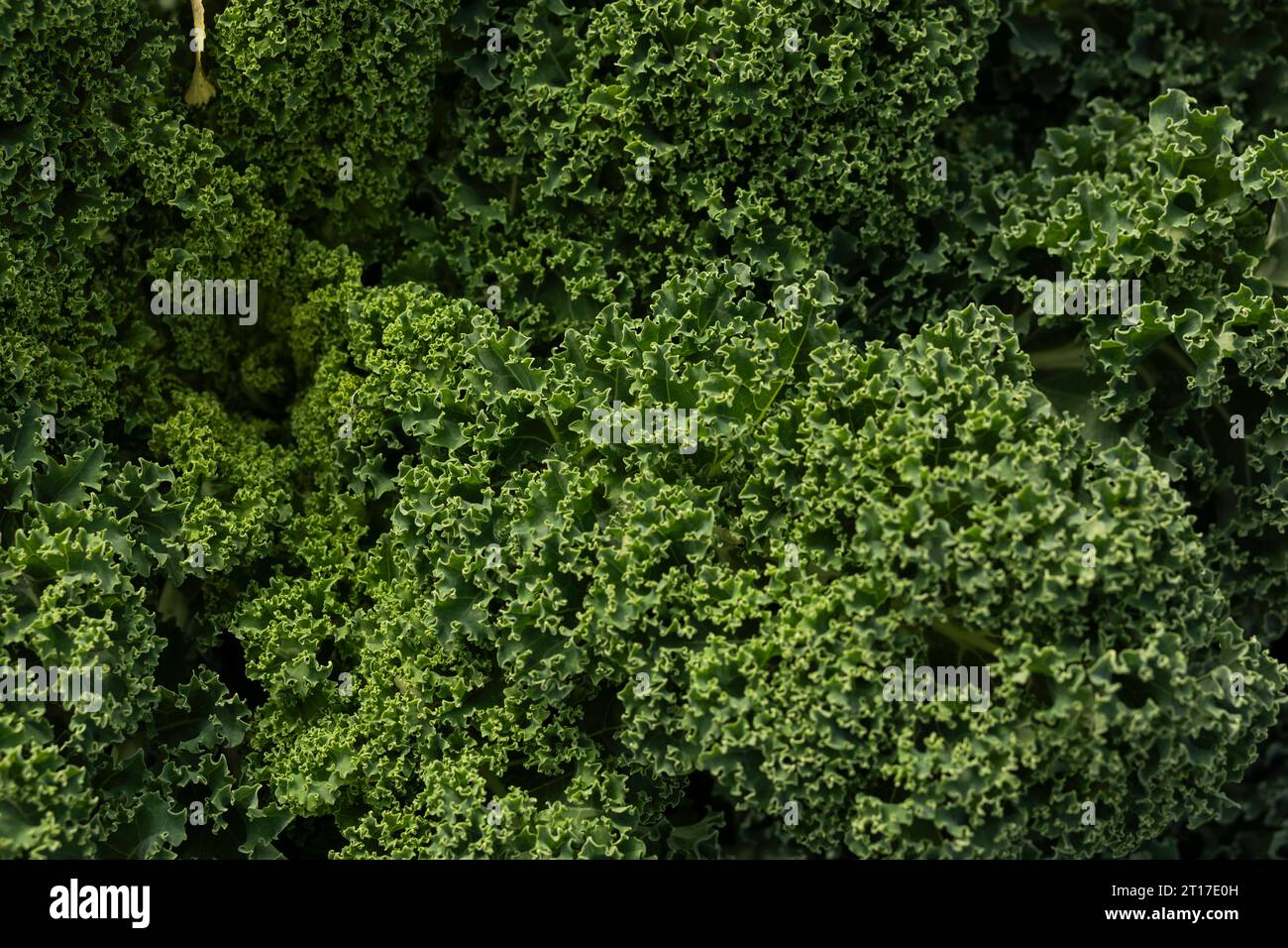 Garten Eleganz: Grünkohl und Curly Cabbage zeigen natürliche Schönheit aus nächster Nähe Stockfoto