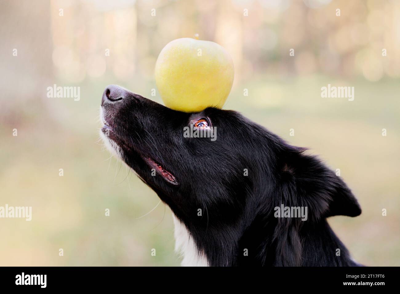 Border Collie Dog hält Apfel auf dem Kopf Stockfoto