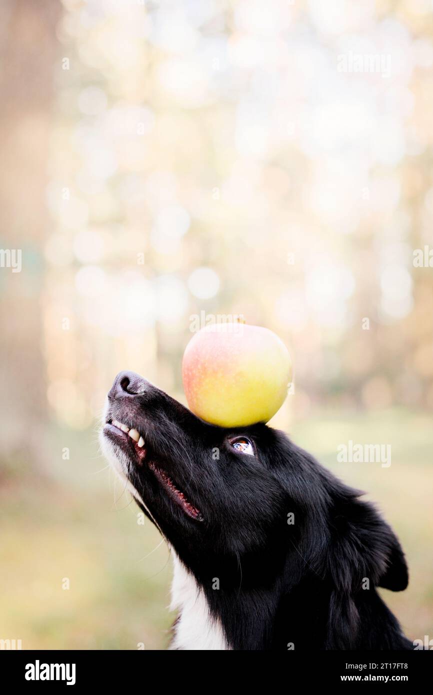 Border Collie Dog hält Apfel auf dem Kopf Stockfoto