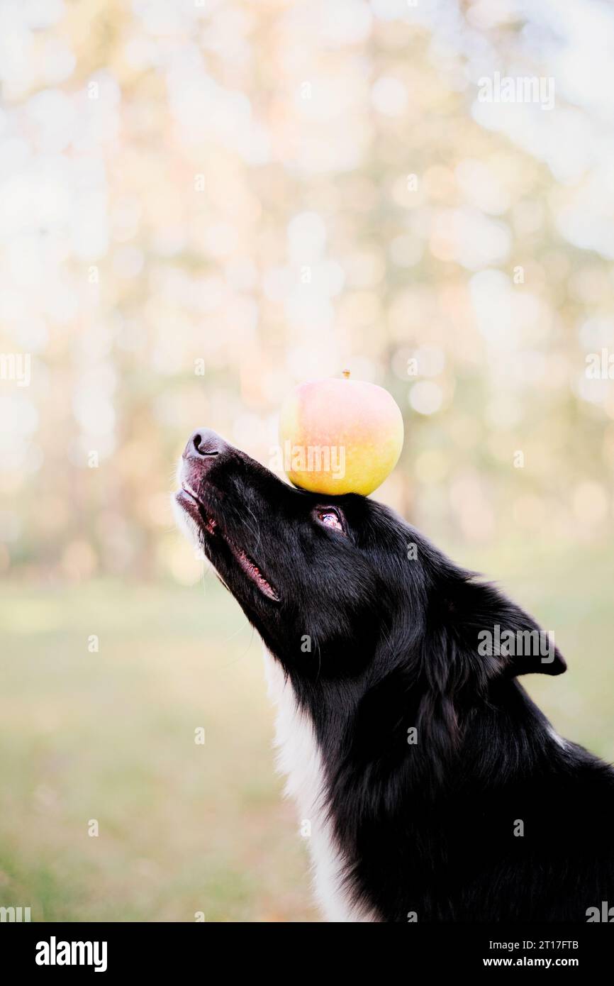 Border Collie Dog hält Apfel auf dem Kopf Stockfoto