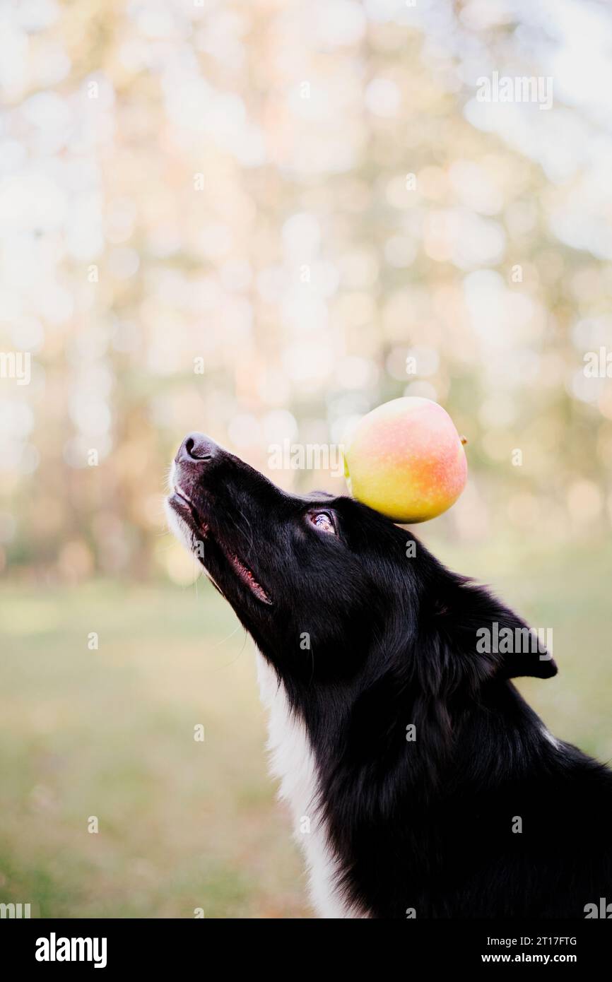 Border Collie Dog hält Apfel auf dem Kopf Stockfoto
