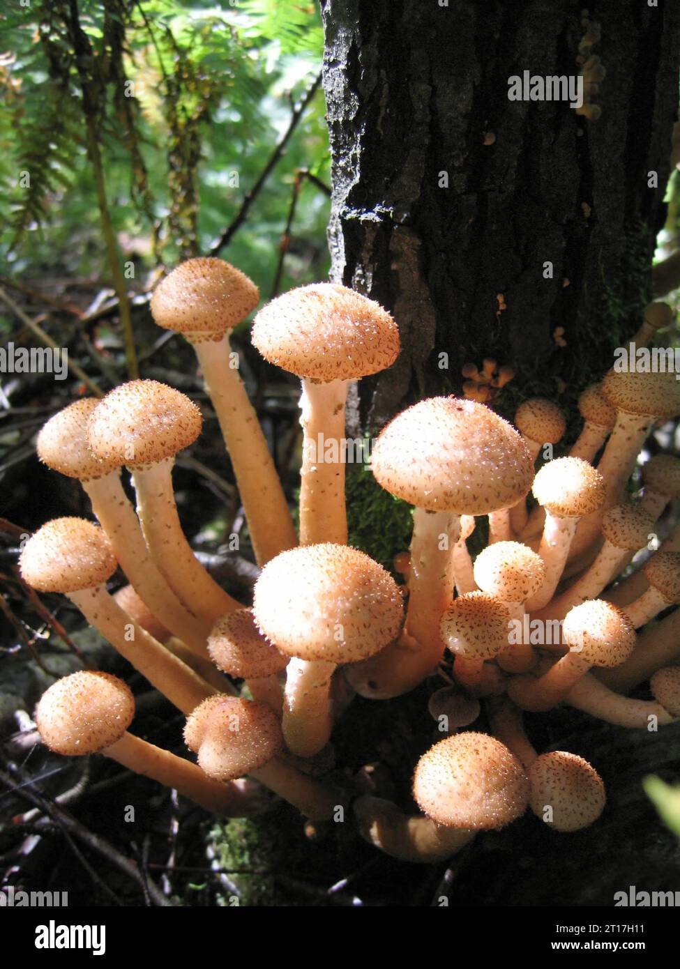 Essbare Pilze, Nahaufnahme von Honig-Agaren, die im Wald wachsen Stockfoto