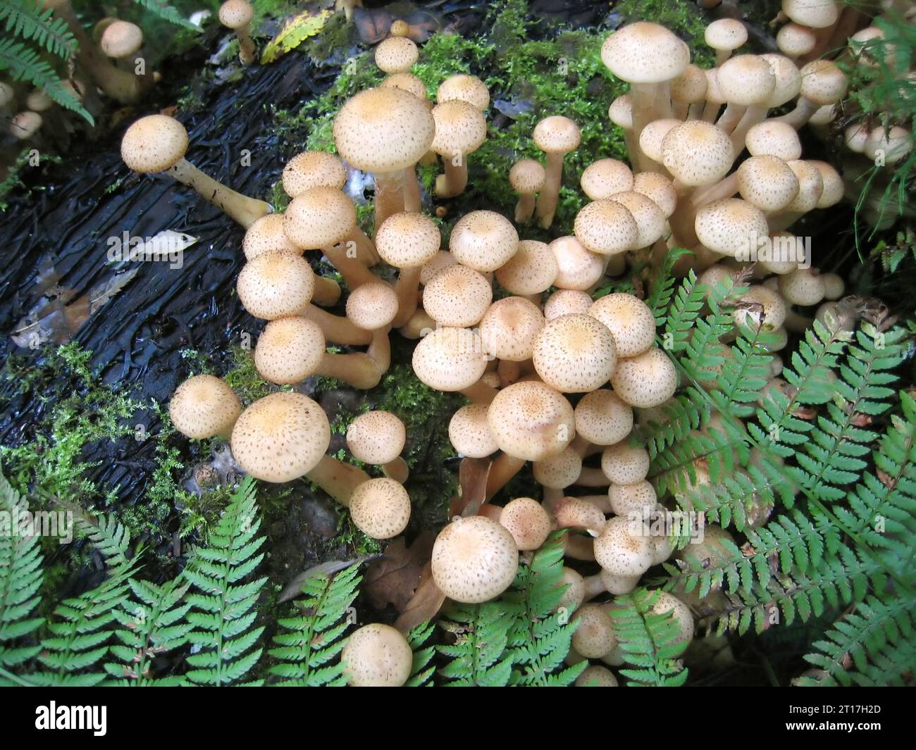 Essbare Pilze, Honigagarik, im Wald wachsen Stockfoto