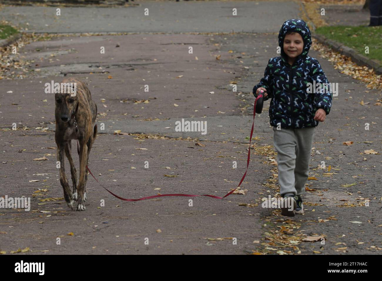 Kind läuft mit Hund im Freien. Großer süßer windhund-Hund, der mit dem Jungen läuft Stockfoto