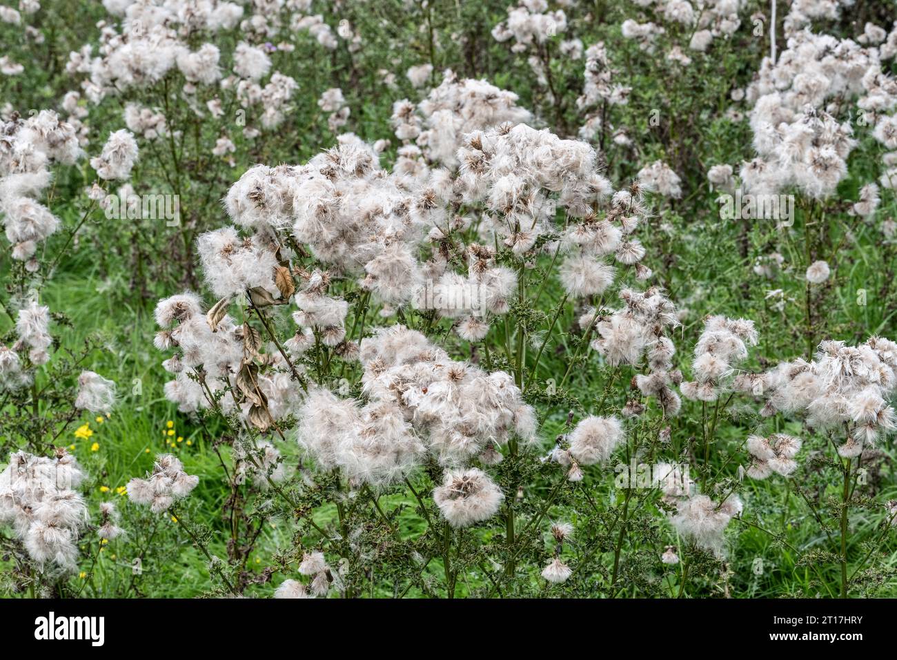 Samenköpfe von Kriechstachelfistel, Cirsium arvense, in Yorkshire Dales Stockfoto