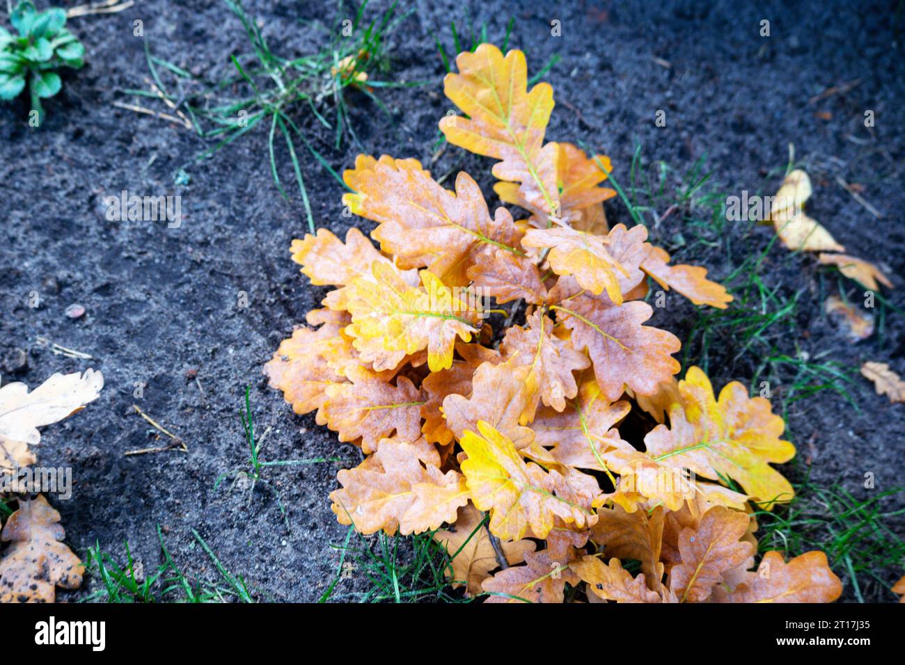 Gelblich-orange Eichenblätter liegen auf grauem Sand Stockfoto