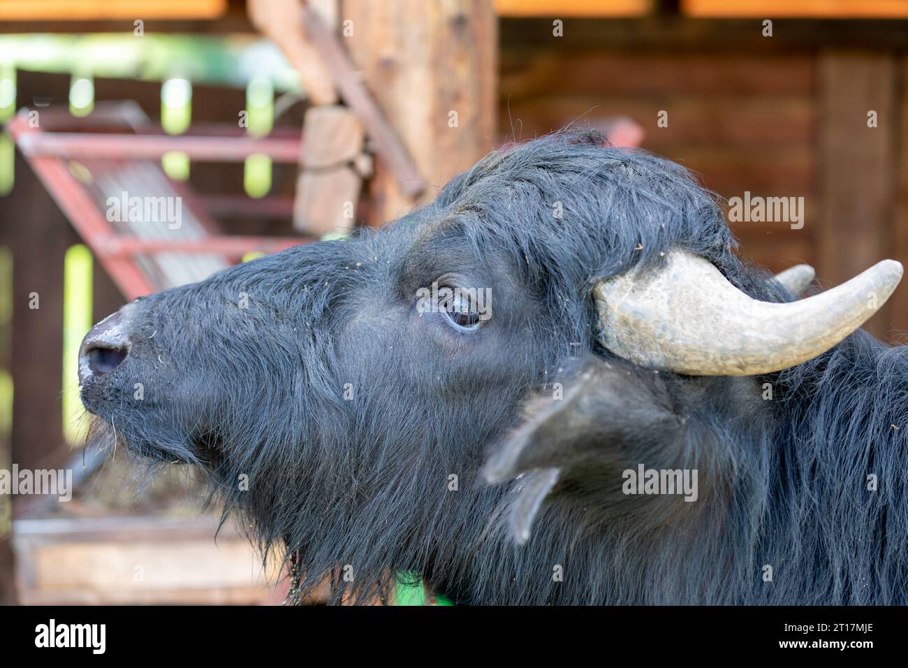 Großer schwarzer Büffel in einem Holzzaun auf der Farm Stockfoto