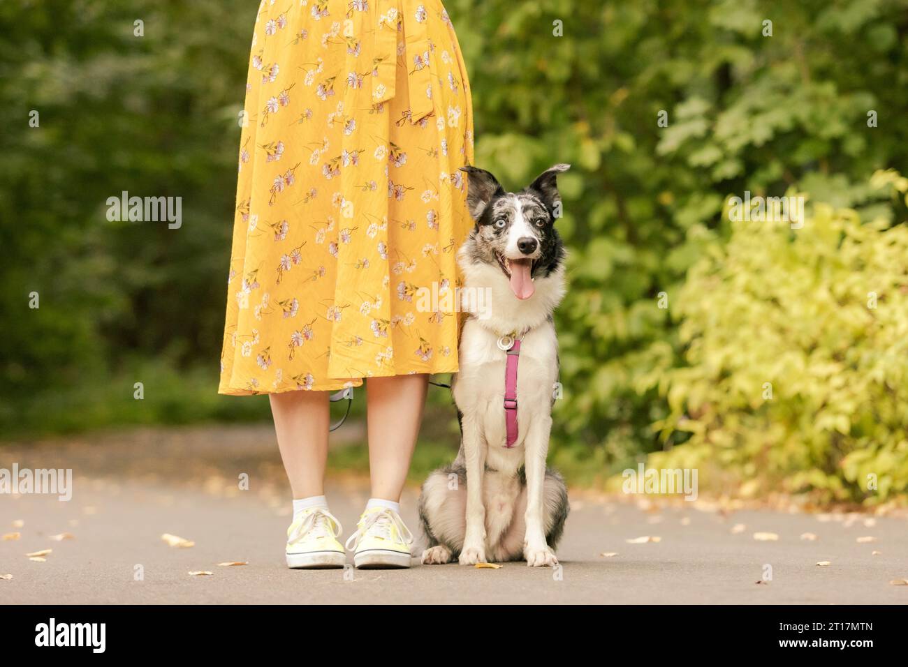 Der Hund sitzt neben dem Besitzer. Border Collie Hunderasse. Gehen mit Hund. Keine Fläche. Lifestyle Stockfoto