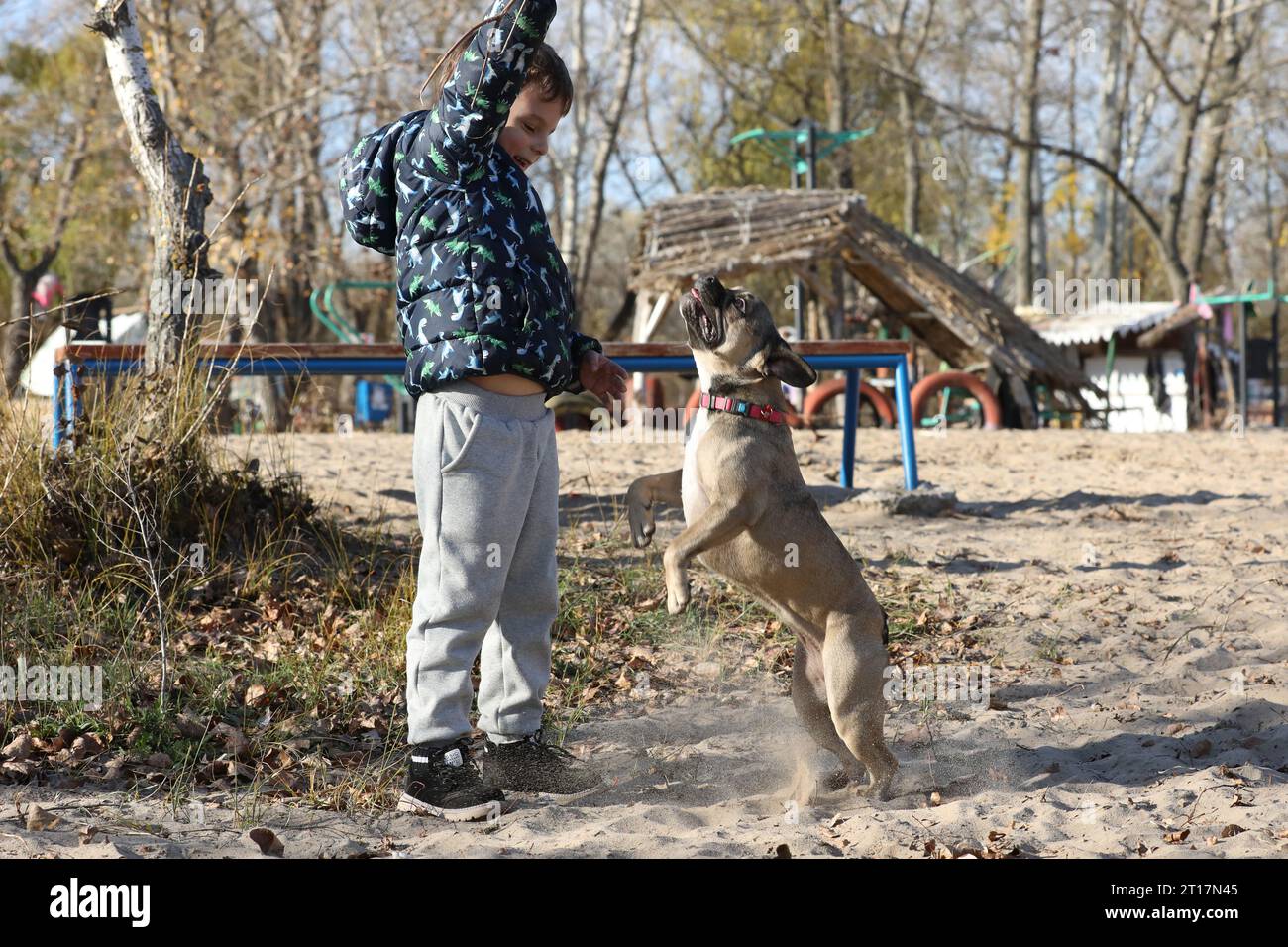 Kind spielt mit Hund im Freien. Er spielt französischen Bulldogge-Hund mit dem Jungen Stockfoto