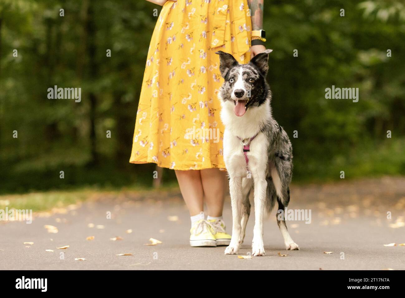 Der Hund sitzt neben dem Besitzer. Border Collie Hunderasse. Gehen mit Hund. Keine Fläche. Lifestyle Stockfoto