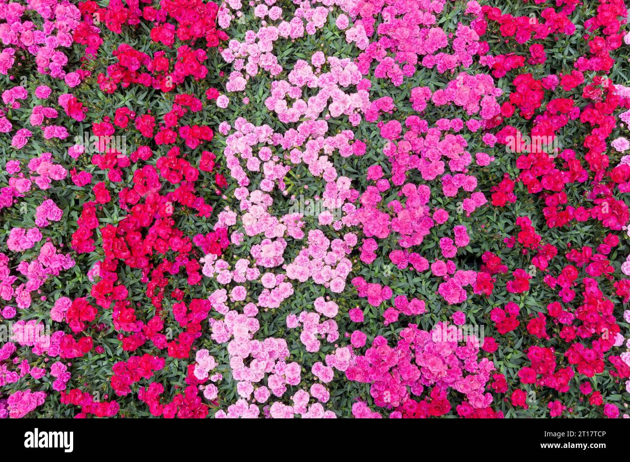 Dianthus Peman Nelke, Blossom Stockfoto