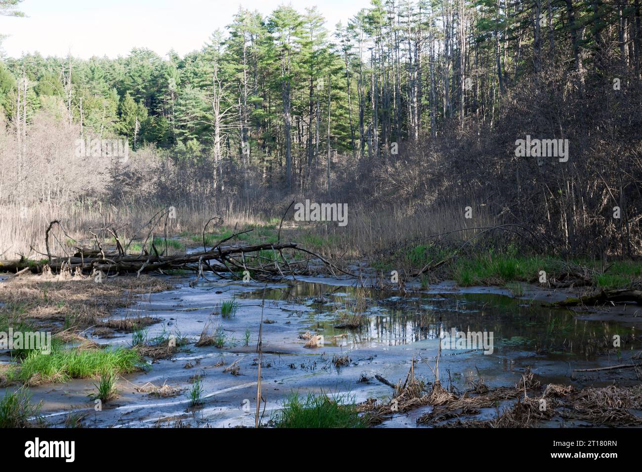 Sumpfige Gegend direkt am Wanderweg im Quechee State Park, neben der Quechee Gorge, Vermont, USA Stockfoto